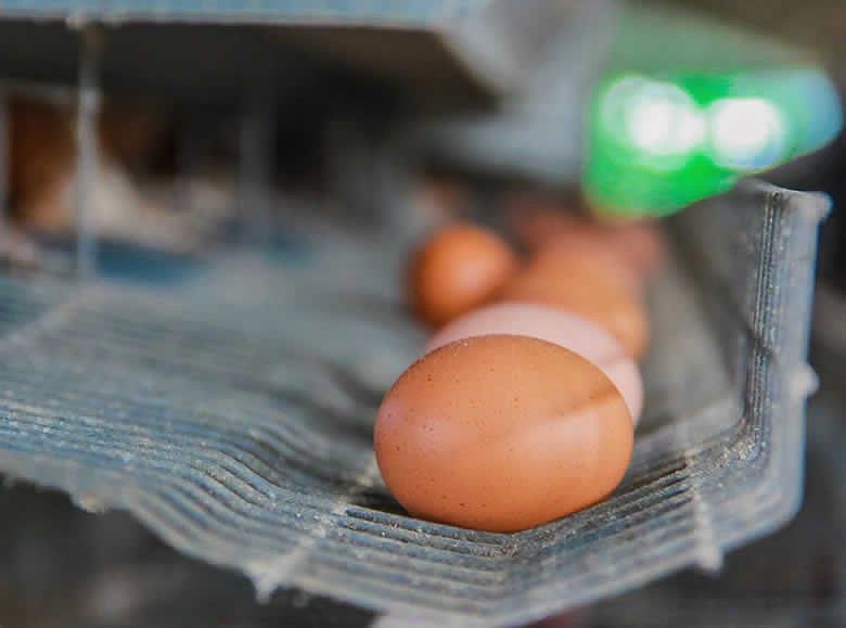 A fresh egg on a cage collection tray.