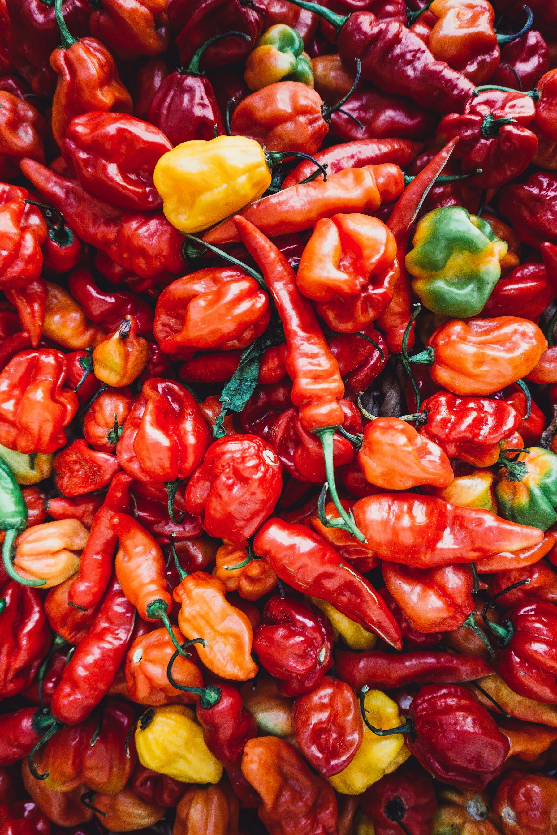 A heap of fresh scotch bonnet peppers.