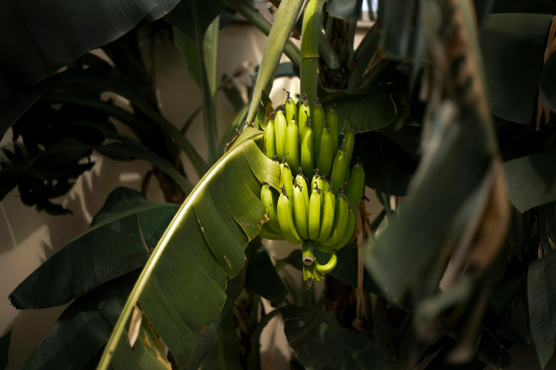A bunch of plantain growing on the plant.