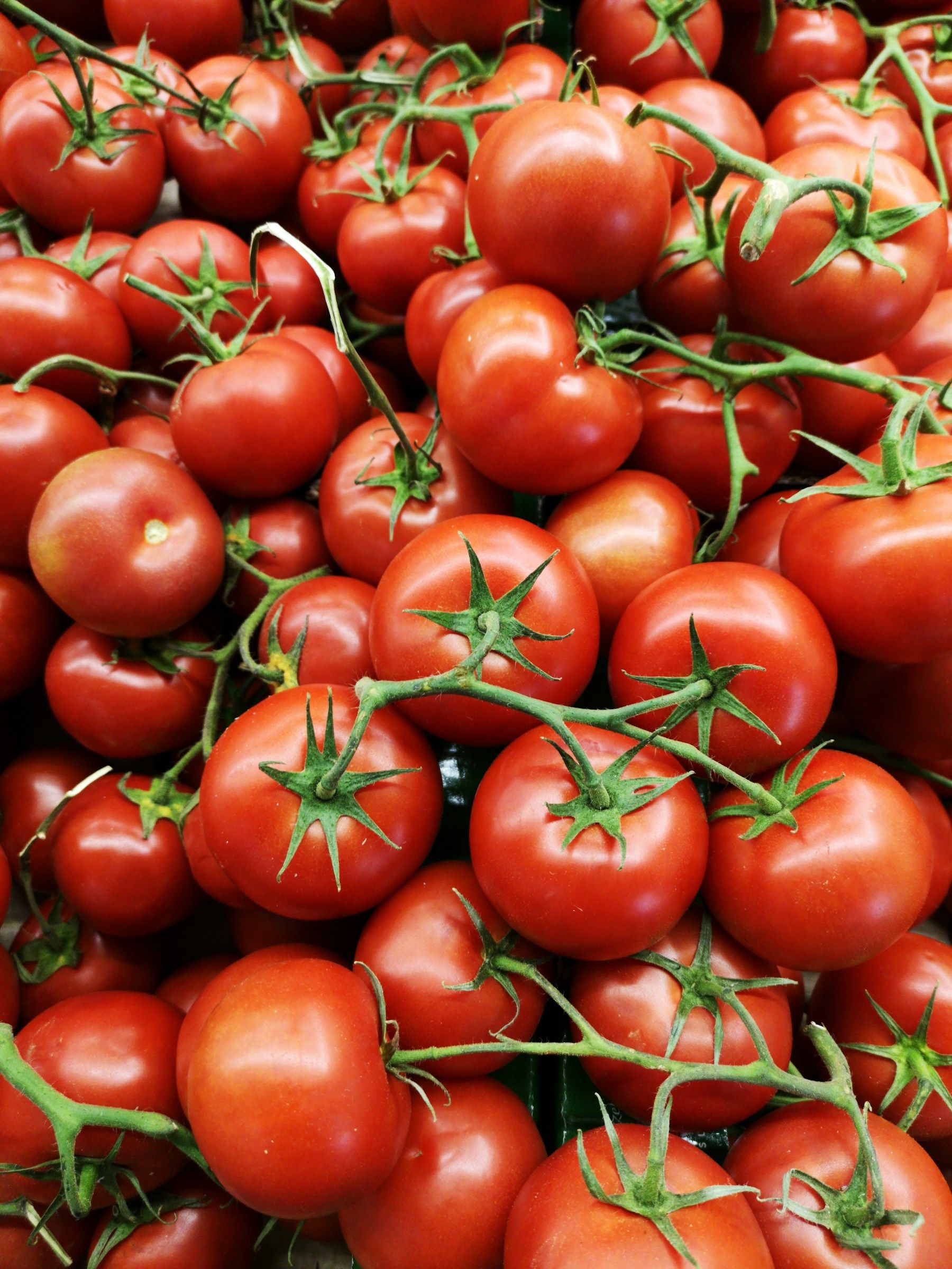 A pile of ripe tomatoes on the vine.