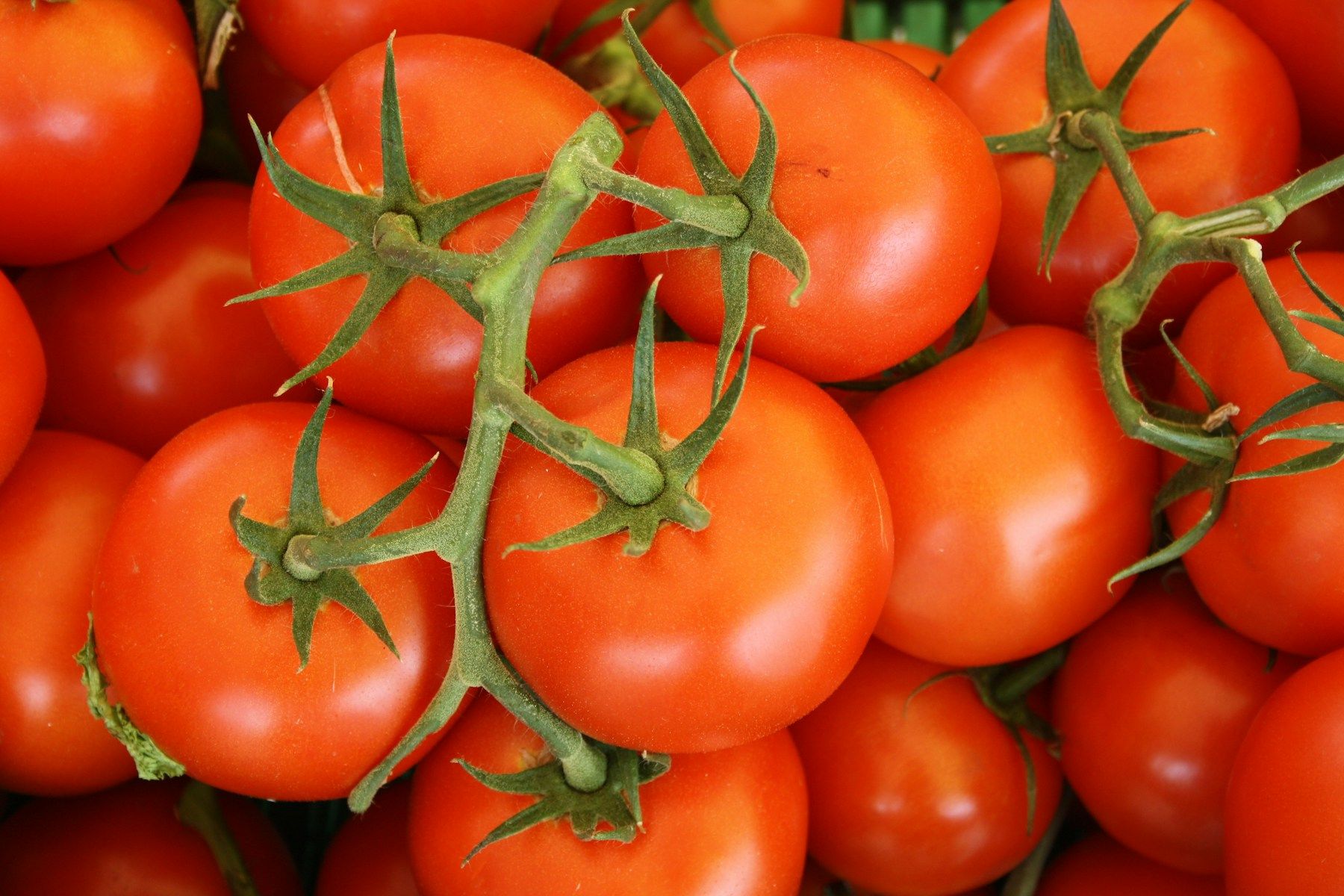 Ripe tomatoes on the vine.